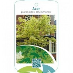 Acer platanoides ‘Drummondii’