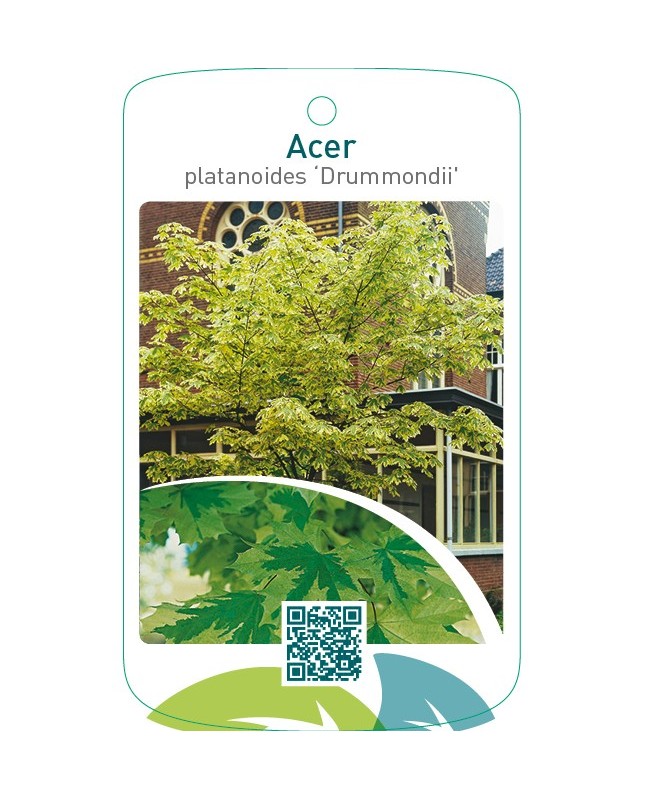 Acer platanoides ‘Drummondii’