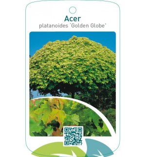 Acer platanoides ‘Golden Globe’