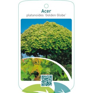 Acer platanoides ‘Golden Globe’