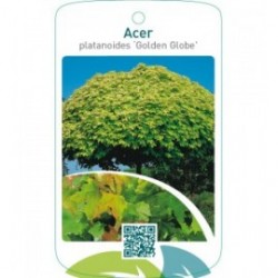 Acer platanoides ‘Golden Globe’