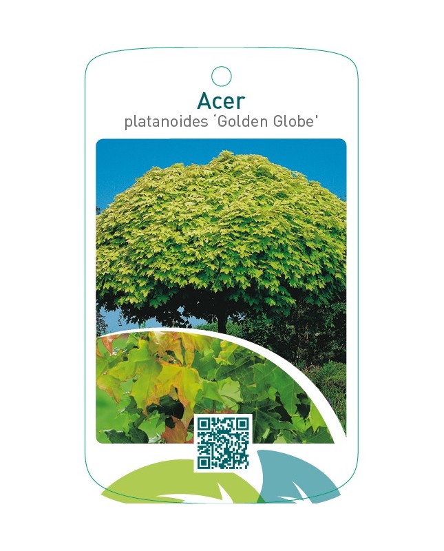 Acer platanoides ‘Golden Globe’