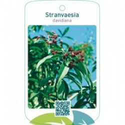 Stranvaesia davidiana