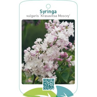 Syringa vulgaris ‘Krasavitsa Moscvy’
