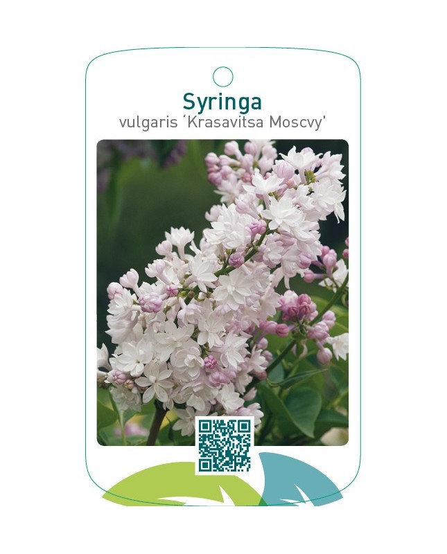 Syringa vulgaris ‘Krasavitsa Moscvy’