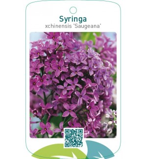 Syringa xchinensis ‘Saugeana’