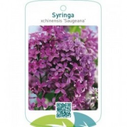 Syringa xchinensis ‘Saugeana’
