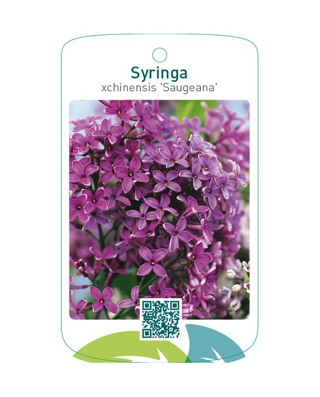 Syringa xchinensis ‘Saugeana’