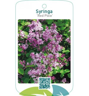 Syringa ‘Red Pixie’