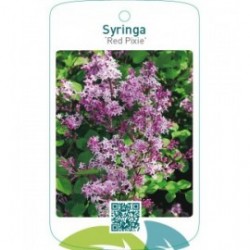 Syringa ‘Red Pixie’