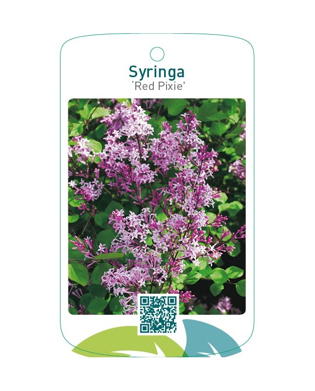 Syringa ‘Red Pixie’