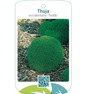 Thuja occidentalis ‘Teddy’