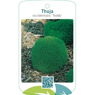 Thuja occidentalis ‘Teddy’