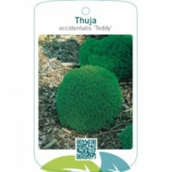 Thuja occidentalis ‘Teddy’