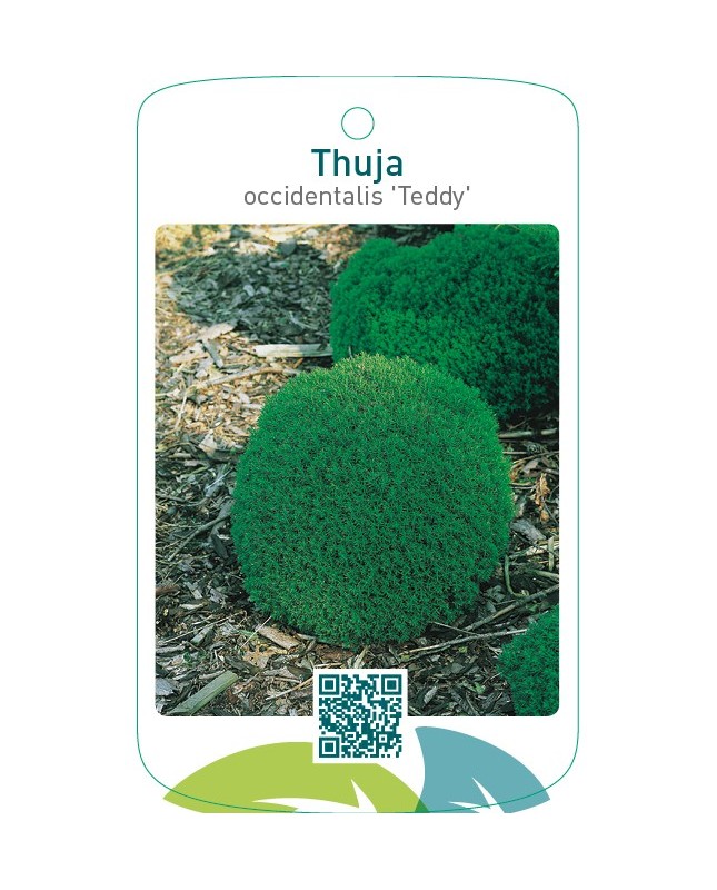 Thuja occidentalis ‘Teddy’