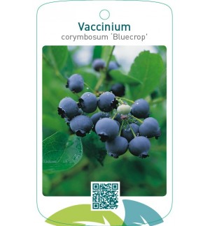 Vaccinium corymbosum ‘Bluecrop’