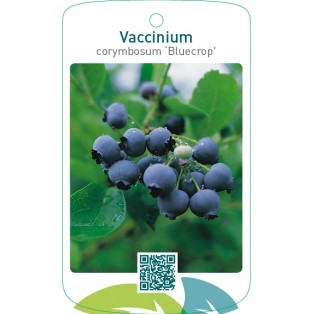 Vaccinium corymbosum ‘Bluecrop’