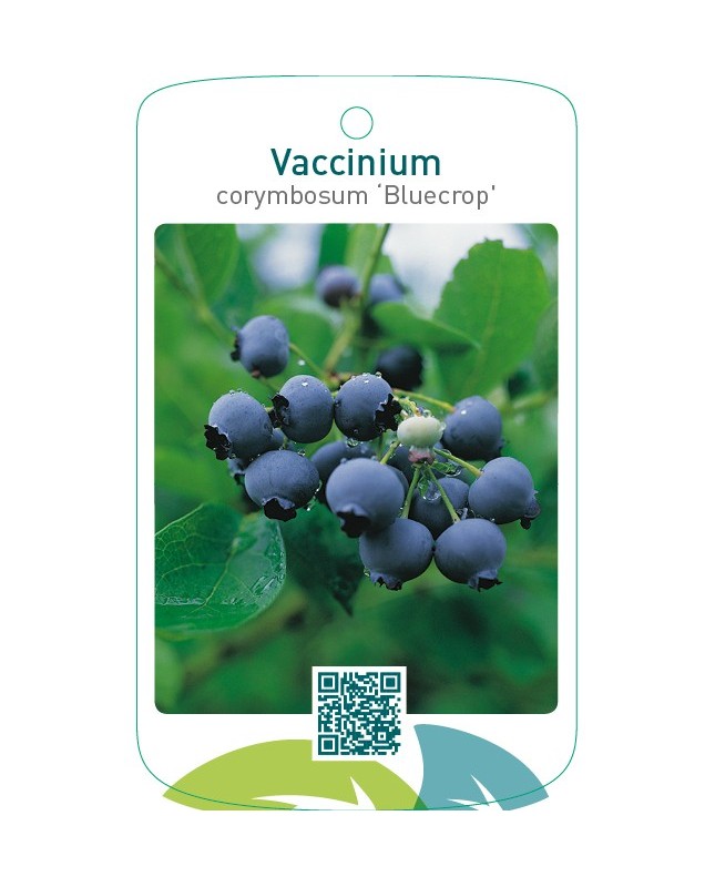 Vaccinium corymbosum ‘Bluecrop’