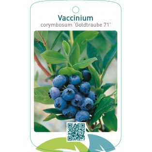 Vaccinium corymbosum ‘Goldtraube 71’