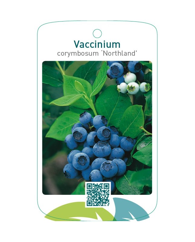Vaccinium corymbosum ‘Northland’
