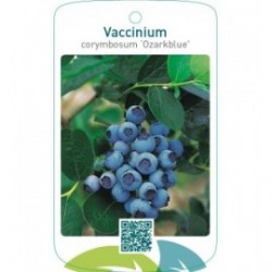 Vaccinium corymbosum ‘Ozarkblue’