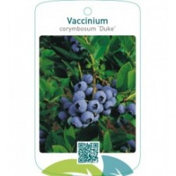 Vaccinium corymbosum ‘Duke’