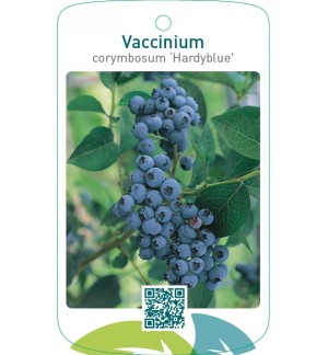 Vaccinium corymbosum ‘Hardyblue’