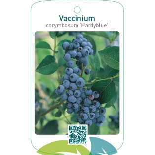 Vaccinium corymbosum ‘Hardyblue’
