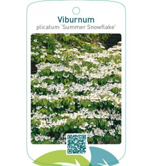 Viburnum plicatum ‘Summer Snowflake’