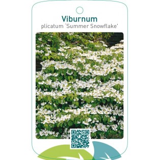 Viburnum plicatum ‘Summer Snowflake’