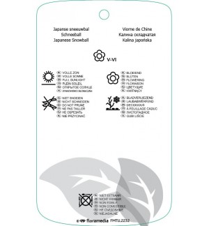 Etichette di Viburnum plicatum ‘Summer Snowflake’ *