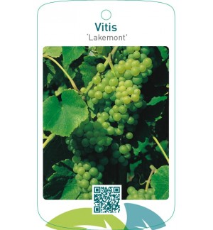 Vitis ‘Lakemont’