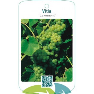 Vitis ‘Lakemont’