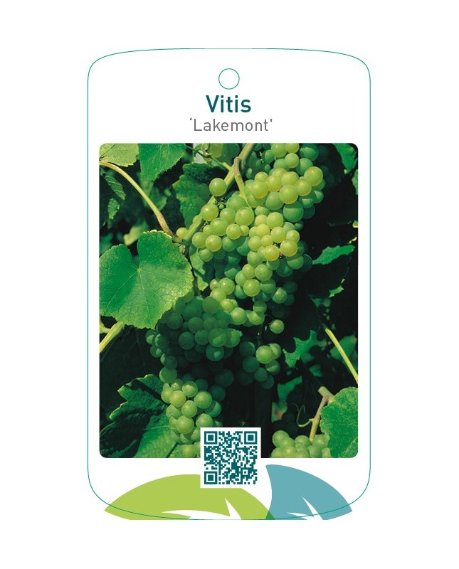 Vitis ‘Lakemont’
