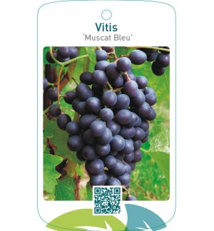Vitis ‘Muscat Bleu’