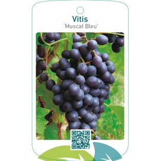 Vitis ‘Muscat Bleu’