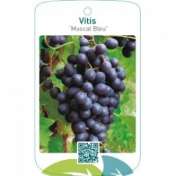 Vitis ‘Muscat Bleu’