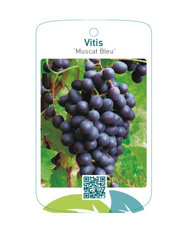 Vitis ‘Muscat Bleu’