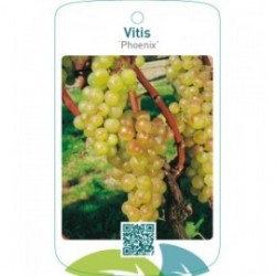 Vitis vinifera ‘Phoenix’