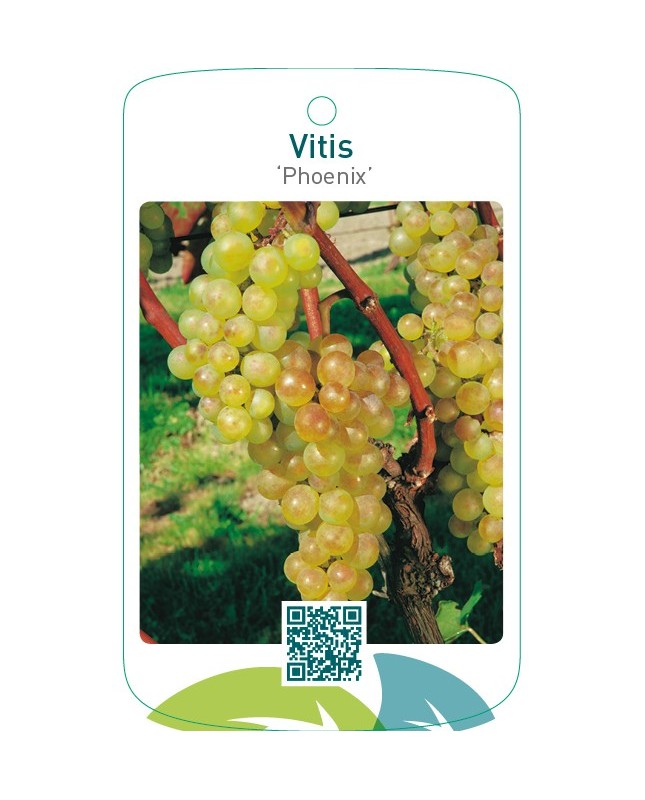 Vitis vinifera ‘Phoenix’