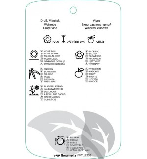 Etichette di Vitis vinifera ‘Phoenix’ *