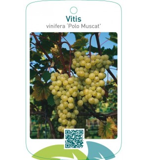 Vitis vinifera ‘Polo Muscat’