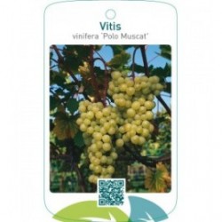 Vitis vinifera ‘Polo Muscat’