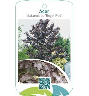 Acer platanoides ‘Royal Red’