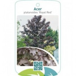 Acer platanoides ‘Royal Red’