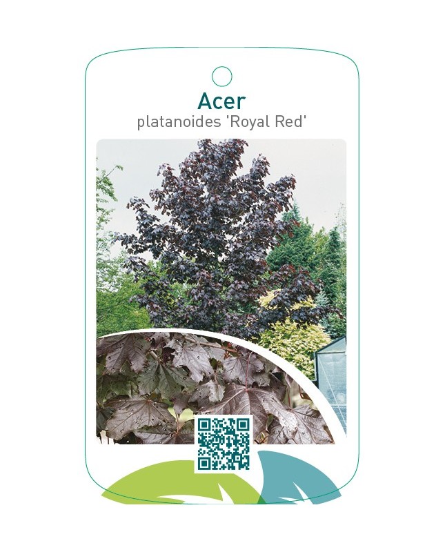 Acer platanoides ‘Royal Red’