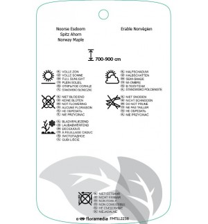 Etichette di Acer platanoidis ‘Royal Red’ *