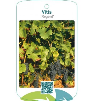 Vitis ‘Regent’