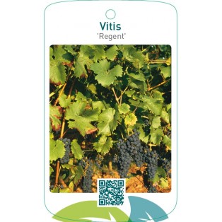 Vitis ‘Regent’