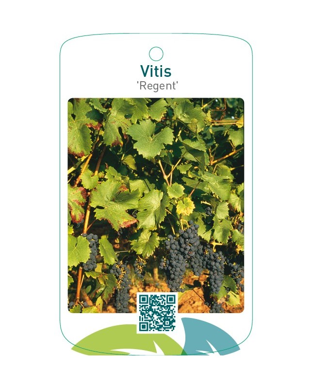 Vitis ‘Regent’